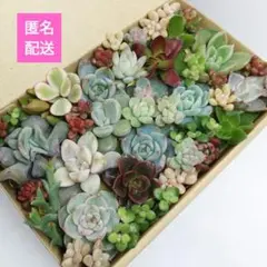 2026年最新】キュービックフロストの人気アイテム - メルカリ