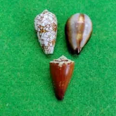 貝殻標本】芦ノ湖産（い）カワニナ類 殻口薄い - メルカリ