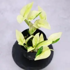 ポトス グローバル①のサムネイル