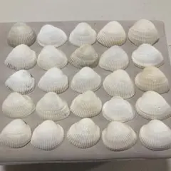 天然貝殻 25個セット
