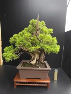 中品 真柏盆栽】 ⭕太い双幹、舎利、神❗ - メルカリ
