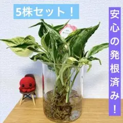 Mercurius様 リクエスト 2点 まとめ商品