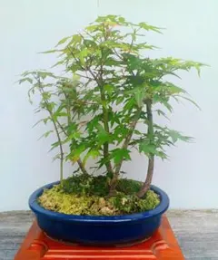 山紅葉◇やまもみじ◇盆栽◇鉢付◇寄せ植え◇約38cm - メルカリ