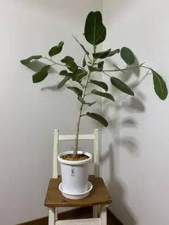 イチジク 苗木 鉢植え華麗な金嵌玉 - メルカリ