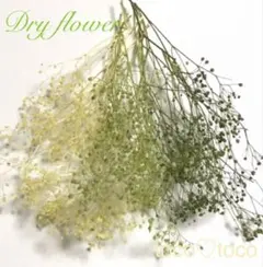 かすみ草 ドライフラワー 蕾〈緑系3カラー〉