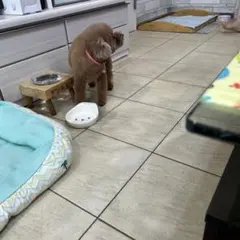 Item thumbnail for item c02d1f0d-bcda-46c4-99b0-4067cbce16c4