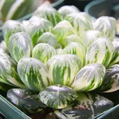 ハオルチア オブツーサ錦
