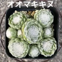 センペルビウム　大巻絹　抜き苗　 ポットの中全てのサムネイル