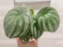 ペペロミア♡サンデルシー♡3.5号♡ポットごと宅急便コンパクト
