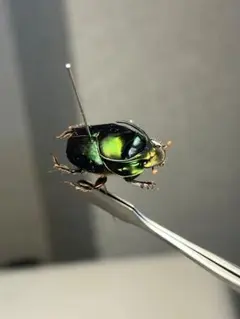国産甲虫 大量セット カミキリ クワガタ コガネ コメツキ タマムシ