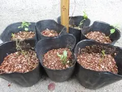 shin様 リクエスト 2点 まとめ商品