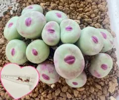 多肉植物 種子❤︎︎ コノフィツム パゲアエTS427P ❤︎ 10粒＋‪αのサムネイル