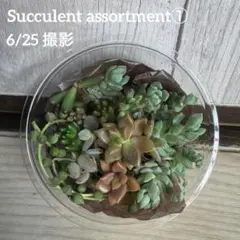 多肉植物 葉挿し 寄せ植え 多肉丼 ①