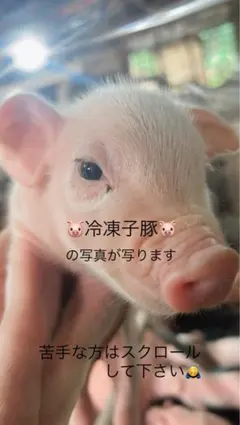 爬虫類用エサ 冷凍子豚（白子） 2匹セットのサムネイル
