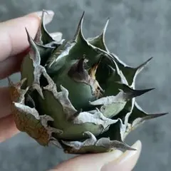 2026年最新】アガベチタノタ 子株の人気アイテム - メルカリ