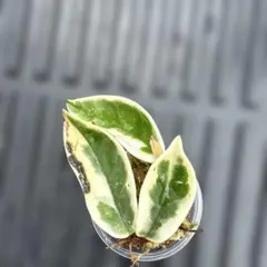 ホヤ　カルノーサ　スージーQ 斑入り　観葉植物 hoyaのサムネイル