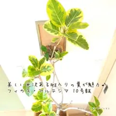 特級品】フィカス アルテシマ 7号鉢 特大極上苗 葉付き多め - メルカリ