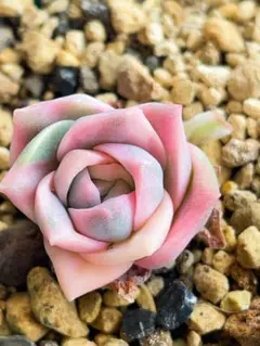 ラブリーローズ錦 虹斑入り レア 多肉植物 エケベリア 抜き苗 二つ