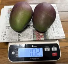 摘果マンゴー6キロ 摘果マンゴー 40〜320g 6kg - メルカリ
