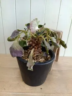 2026年最新】大株 ビカクシダの人気アイテム - メルカリ