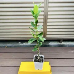 【セール・稀少】 パキスタンレモン (香水)接ぎ木2年生苗 （長レモン） 2025年最新】パキスタンレモン 苗の人気アイテム - メルカリ