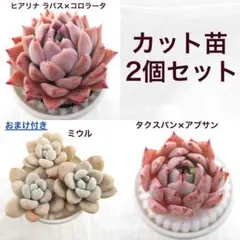 カット苗 2個セット 実生苗 多肉植物 エケベリア 3