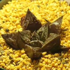 多肉植物　ハオルチア 古都姫　1861