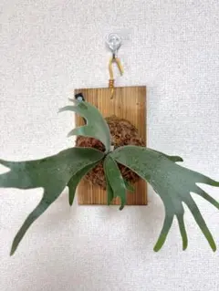 ビカクシダ P. willinckii 伊右衛門 前葉体 胞子体 - メルカリ