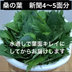 桑の葉 蚕幼虫の餌 ネコポス一杯 - メルカリ
