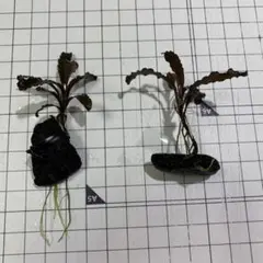 タルガ様 リクエスト 2点 まとめ商品