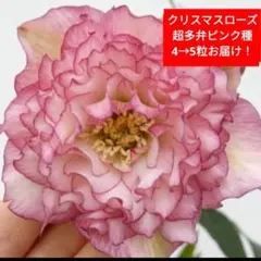 クリスマスローズ　超多弁　ピンク　種　4→5粒　宿根草　苗　鉢　バラのサムネイル