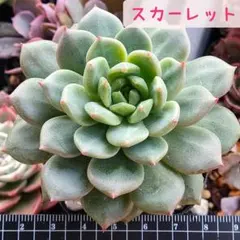 2025年最新】多肉植物の葉挿しの人気アイテム - メルカリ