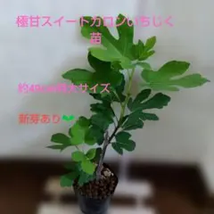 極甘スイートカロンいちじく 苗 特大サイズのサムネイル