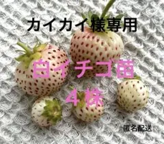 ★断捨離中✩ ★⭐︎レア⭐︎ピンク花　桜色　いちご苗　2苗　メルカリ便 ゼラニウム 濃いピンク 大苗 八重咲 開花苗 花苗 花付き 苗