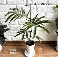 2026年最新】エバーフレッシュ 幹太の人気アイテム - メルカリ