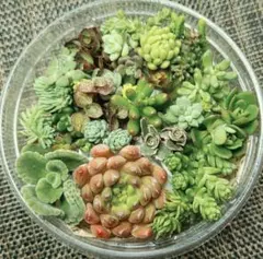 多肉植物　寄せ植えセット　カット苗　多肉弁当のサムネイル