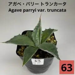 2025年最新】パリー トランカータの人気アイテム - メルカリ