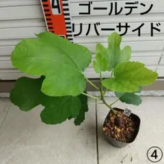 ★希少高級イチジク苗木★【ゴールデンリバーサイド】3月6日撮影・親木写真あり イチジクの良苗。Ben's Golden Riverside - メルカリ