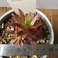 孔雀白錦 抜き苗 多肉植物 アエオニウム - メルカリ