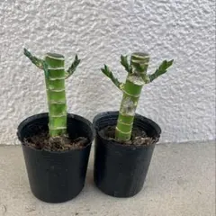 キングバンブー 観葉植物 抜き苗 - メルカリ
