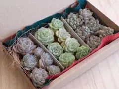 チ*コ様 12 ちび苗　カット苗セット　３種類　多肉植物　ちまちま寄せ
