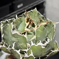 2026年最新】アガベ 大株の人気アイテム - メルカリ