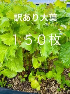 【ネコポス】訳あり大葉　150枚のサムネイル