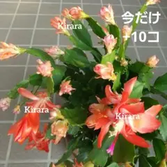 2026年最新】デンマークカクタス コンペイトウの人気アイテム - メルカリ