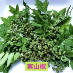 無農薬栽培 朝倉山椒 200g - メルカリ