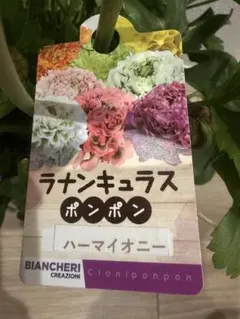 宿根草【タグ付】ラナンキュラスポンポン『アリス』7号【フェミニン】ポット苗　発送 宿根草【タグ付】ラナンキュラスポンポン『アリス』7号【フェミニン