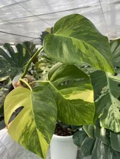 2025年最新】モンステラ 黄斑の人気アイテム - メルカリ