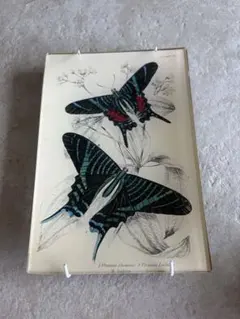 John Derian ジョンデリアン 飾り皿 デコパージュ 蝶 大判35×22 - メルカリ