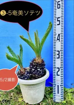 2026年最新】奄美大島ソテツの人気アイテム - メルカリ