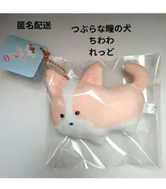 つぶらな瞳の犬　ちわわ　れっど　チワワ　レッド　マスコット　犬　いぬ